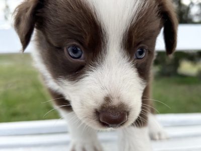Purebred Long Hair Border Collies Puppies