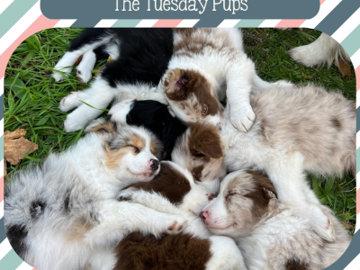 First Class transport Tassie to Victoria included