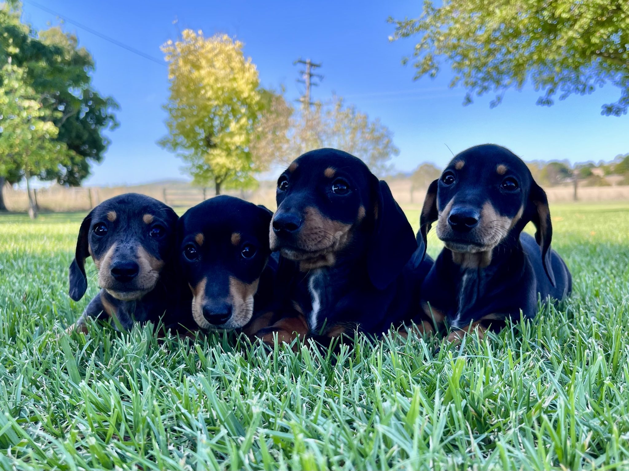 Mini Dachshund Puppies- Ready Now!