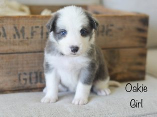 Long Haired Purebred Border Collie Puppies