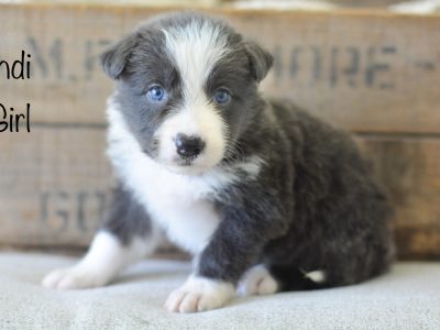 Long Haired Purebred Border Collie Puppies
