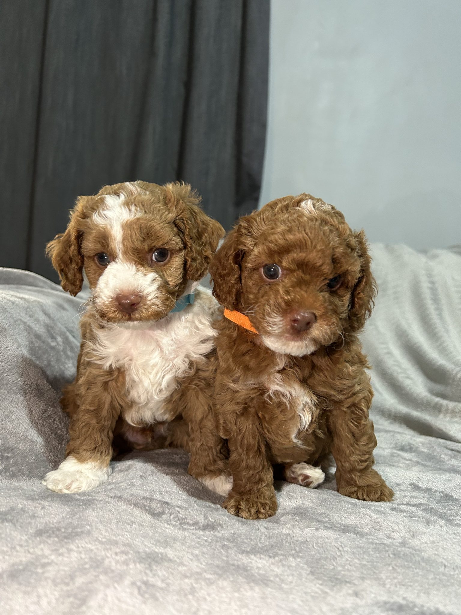 Toy cavoodle puppies 2x female 2x male