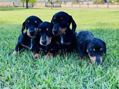 Mini Dachshund Puppies- Ready Now!