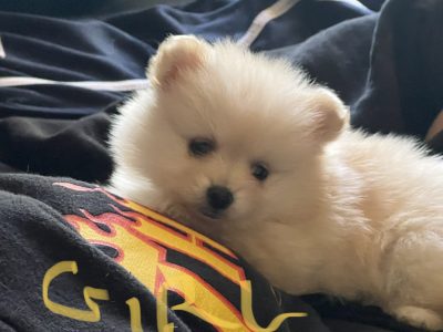 Small purebred Pomeranian puppies