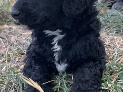 Standard Parti Poodle Puppies for Sale