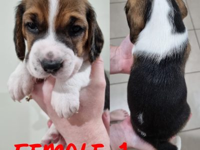 Purebred Beagle Puppies