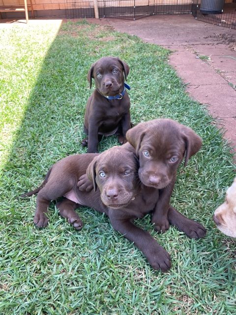 Beautiful Labrador x puppies for sale