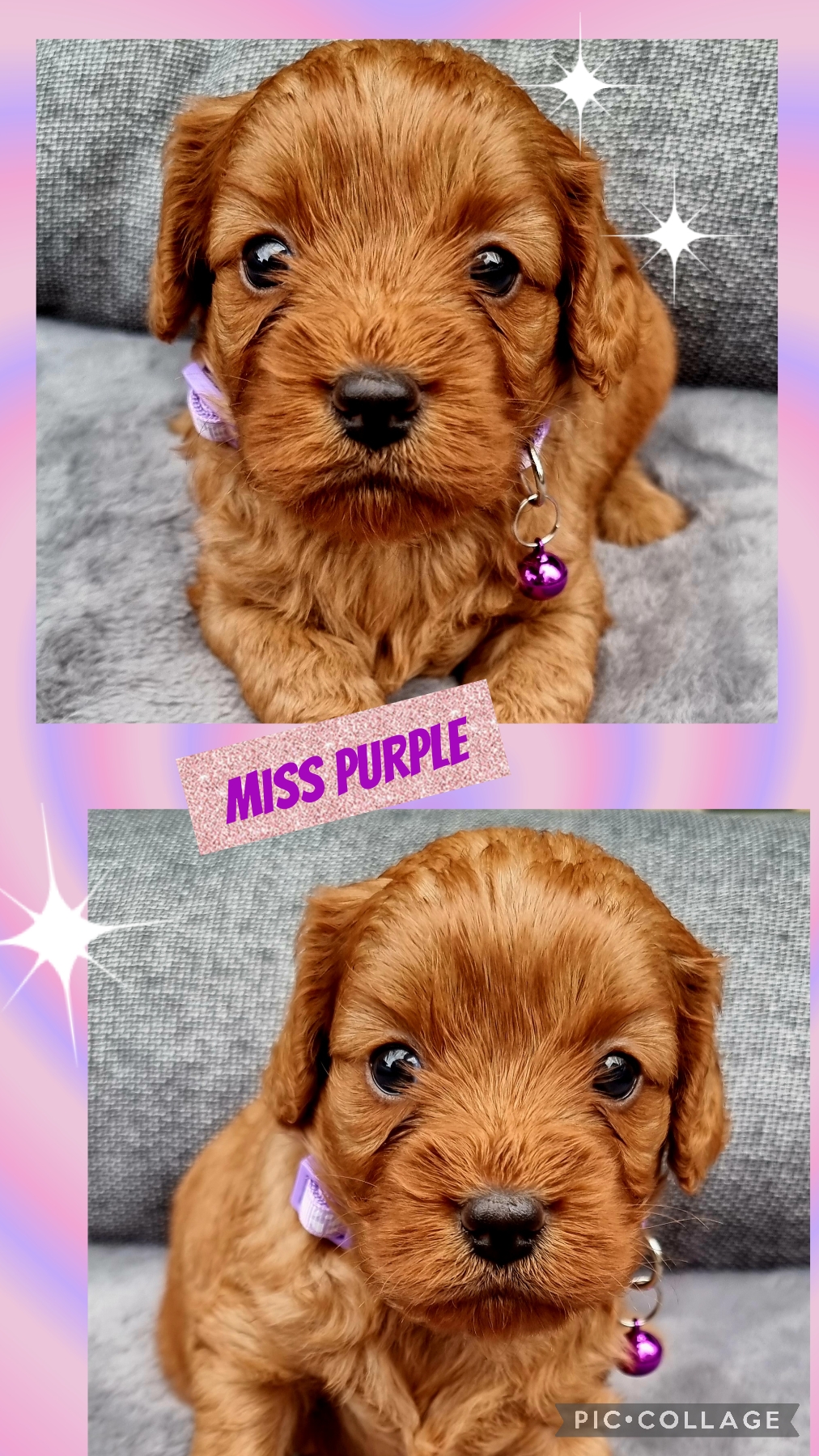 F1 Cavoodle Puppies, REGISTERED BREEDER AND RSPCA
