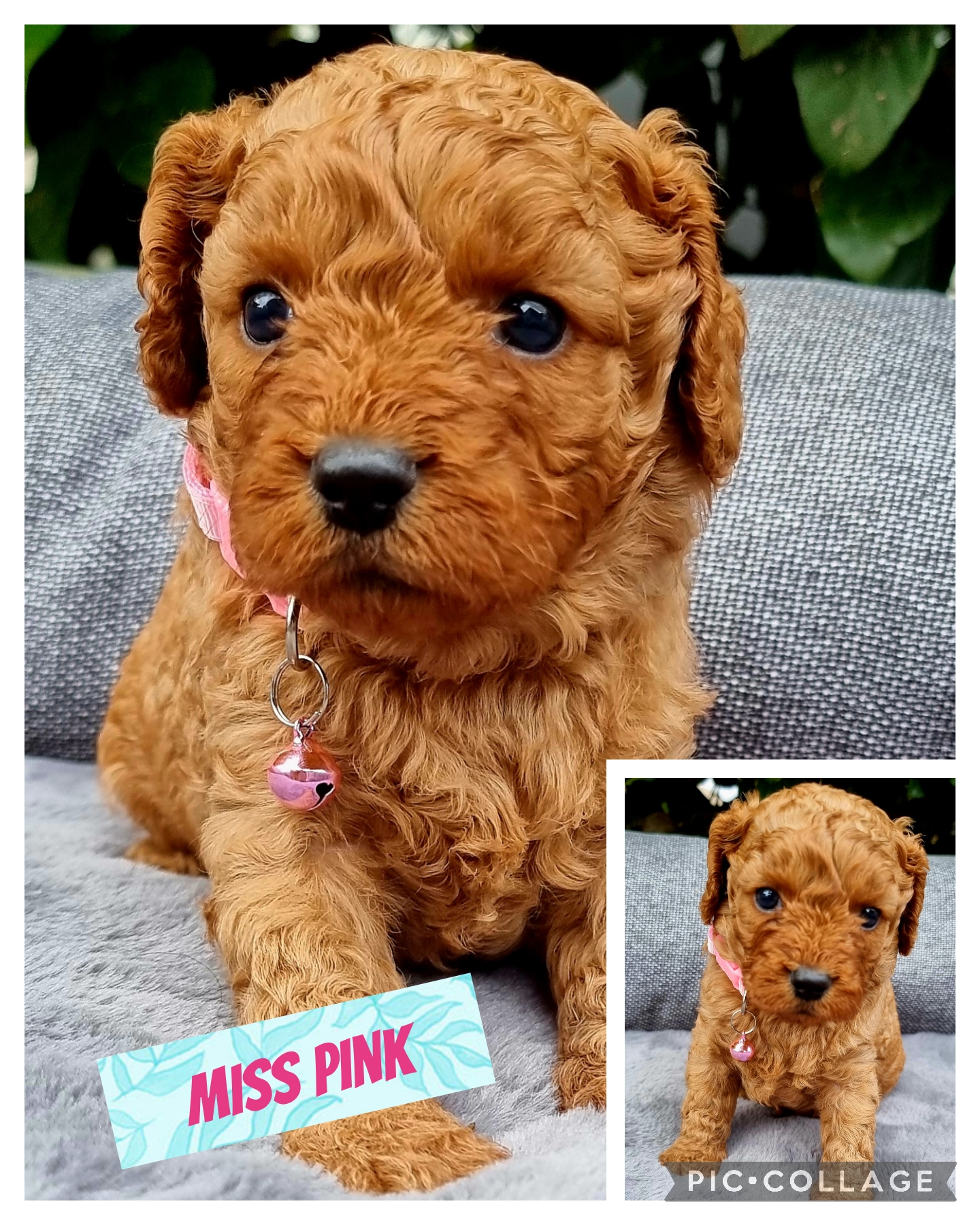 F1 Cavoodle Puppies, REGISTERED BREEDER AND RSPCA