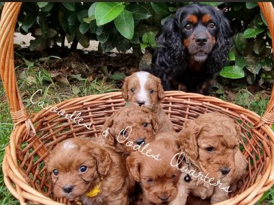 F1 Cavoodle Puppies, REGISTERED BREEDER AND RSPCA