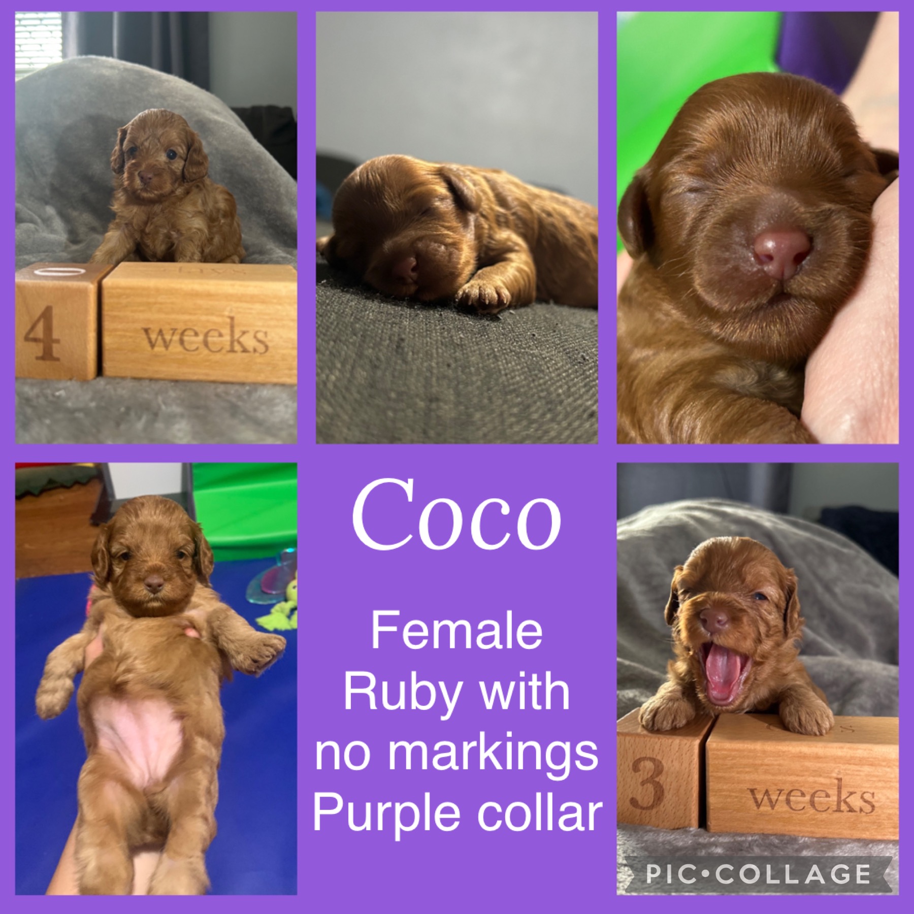 Toy cavoodle puppies 2x female 2x male