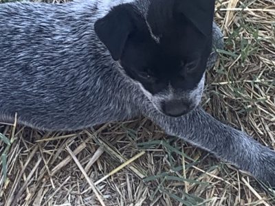 Blue Heeler Puppies