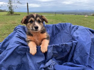 Welsh cardigan, corgi puppies for sale