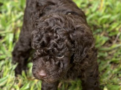 Purebred chocolate Toy Poodle Puppies