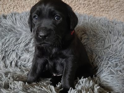Purebred Labrador Puppies
