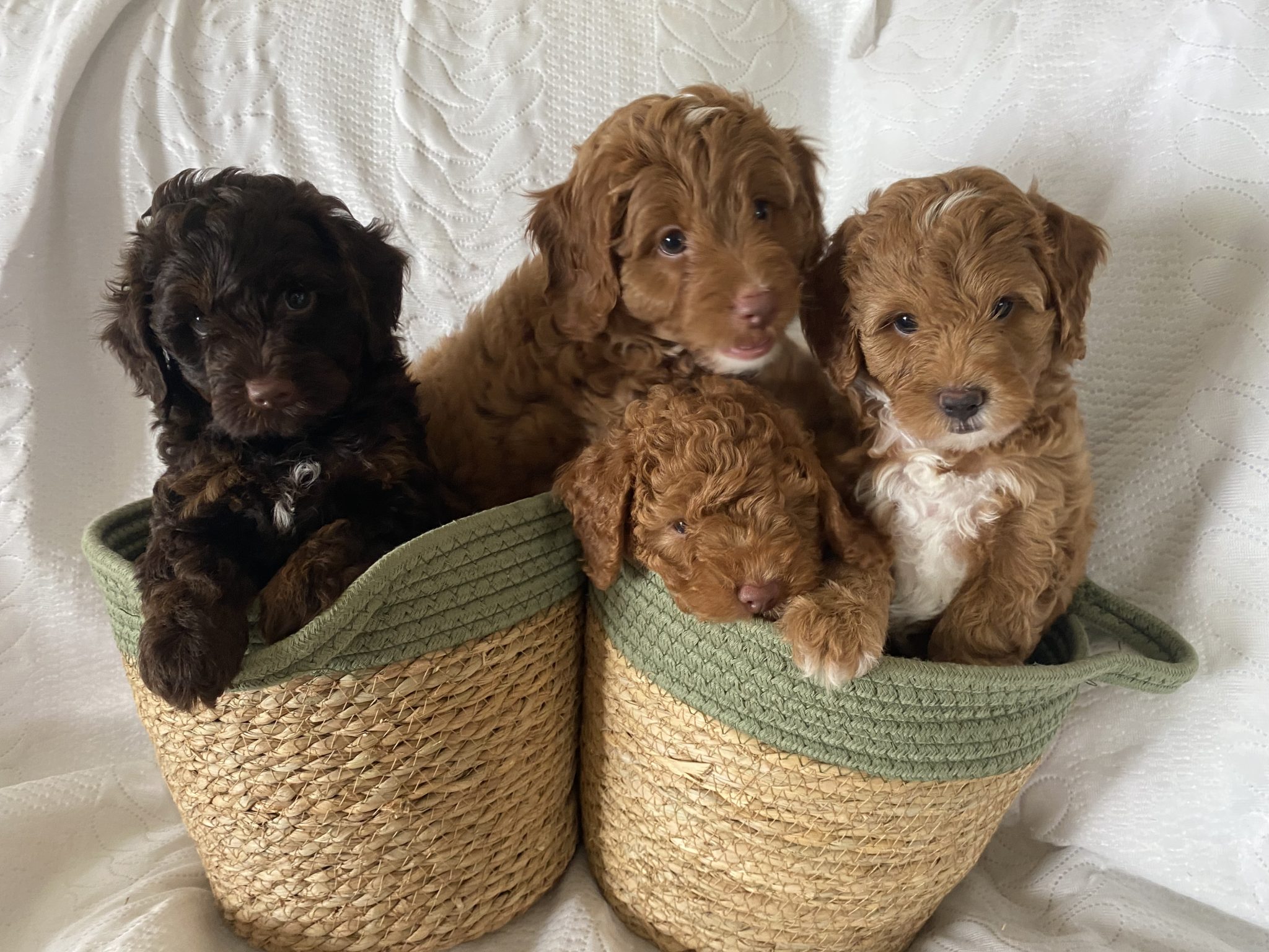 2nd Generation Cavoodle Puppies
