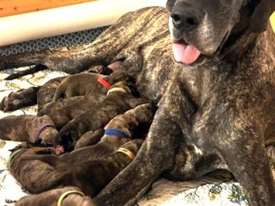 Great Dane Puppies