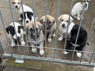 Maremma x Mastif/Ridgeback