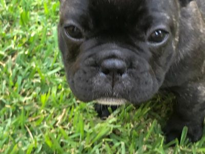 French Bulldog for sale