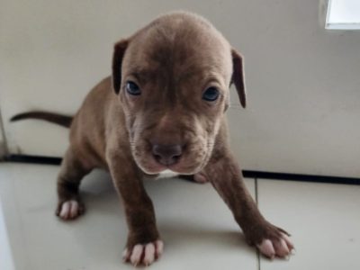 Pure-bred American Staffy Puppies