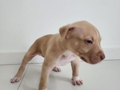 Pure-bred American Staffy Puppies