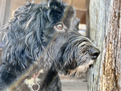 2 X Beautiful male Cocker Spaniel crosses for sale