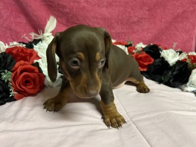 Pure Mini Dachshunds