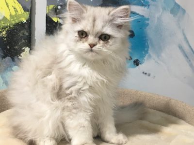 Persian Chinchilla kittens