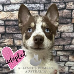 Pomsky F2b blue eyes DNA clear Husky x Pomeranian