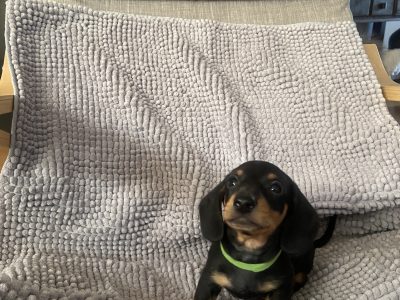 Miniature Dachshund Puppies-Purebred – Smooth Coat