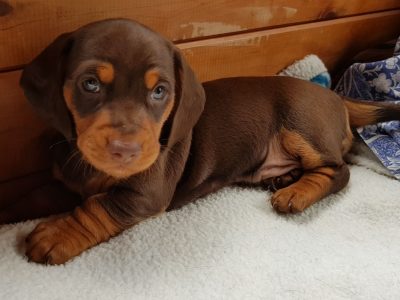 Male Miniature Dachshund puppy