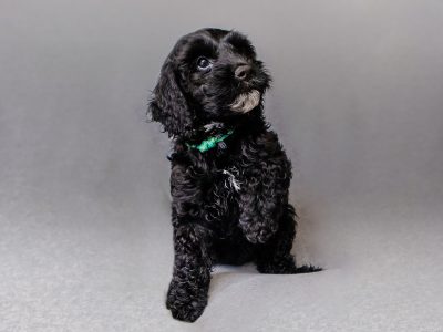 Spoodle puppies DNA clear F2