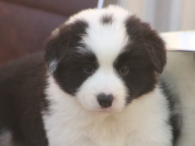 Purebred Border Collies