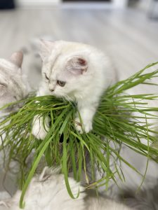 Persian Chinchilla kittens