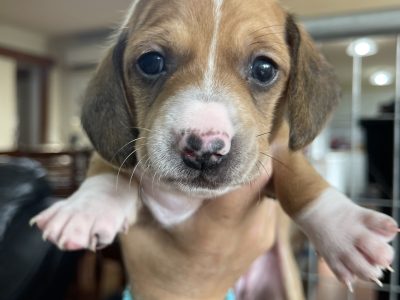 Dilute Miniature Dachshund Puppies