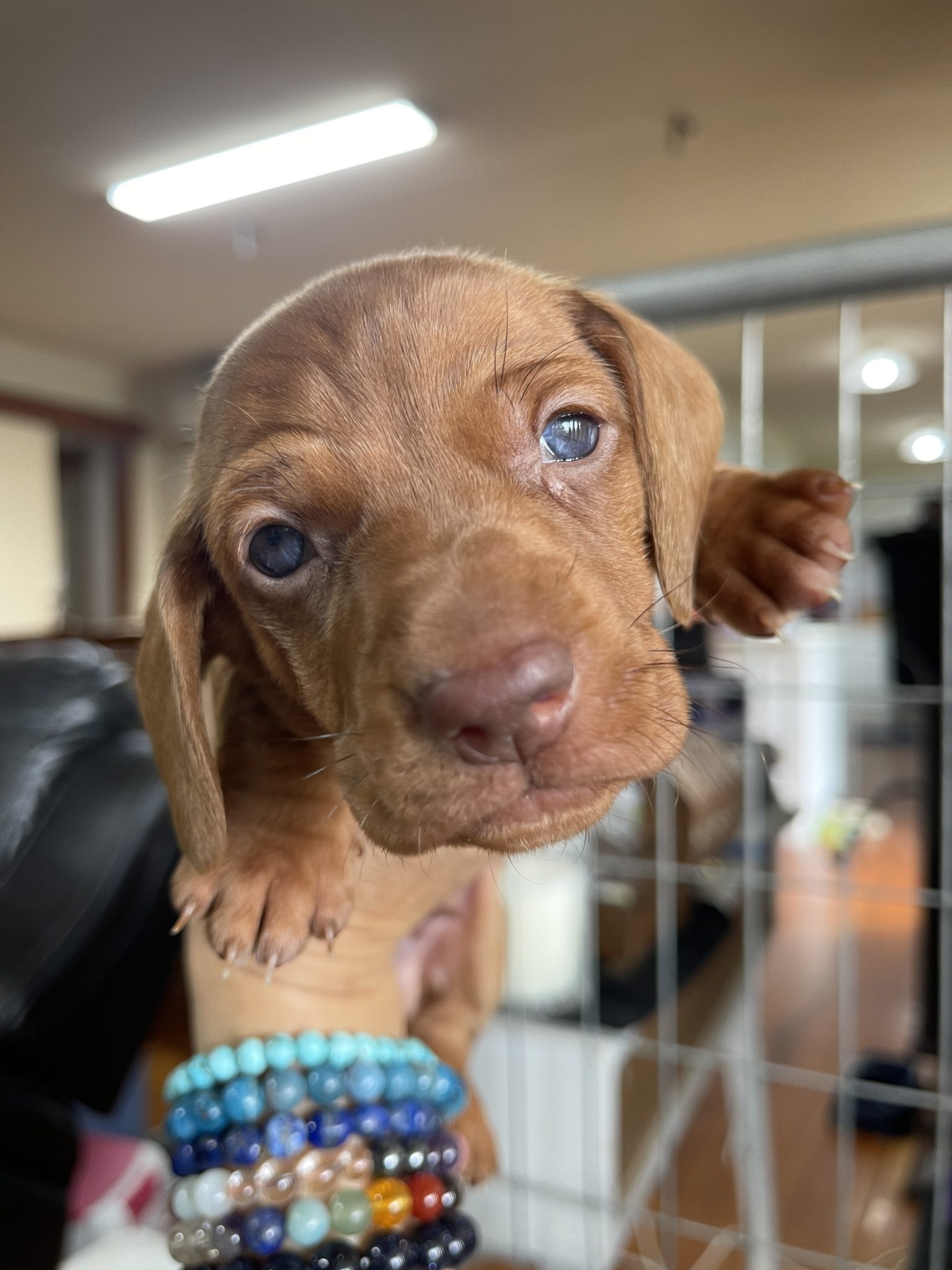 Dilute Miniature Dachshund Puppies