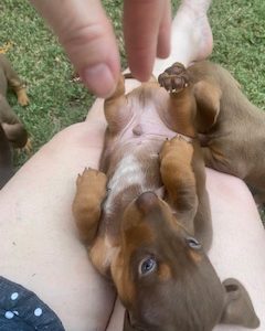 Chocolate Miniature Dachshunds born 01/02/2023