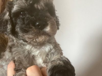 cavoodle pup dna tested. registered breeder
