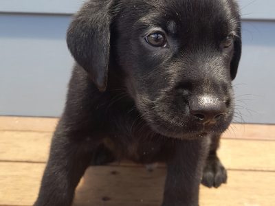 Labrador Retriever Puppies (purebred) Black