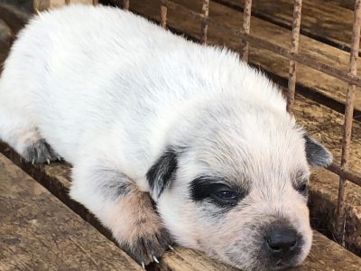 Blue Heeler Puppies