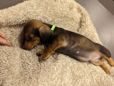 Dachshunds born 07/02/2023