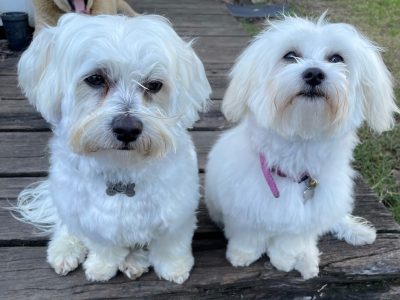 Pure Maltese puppies the small ones