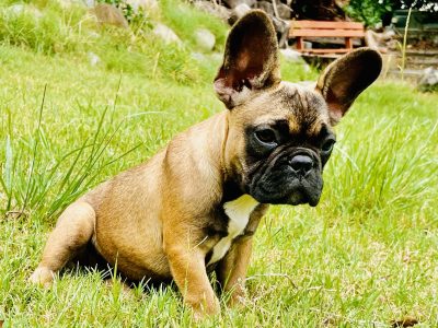 French Bulldog – Ormeau
