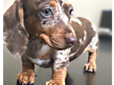 Mini daschund pups
