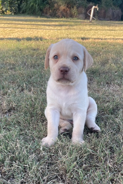 Beautiful Labrador x puppies for sale