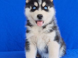 Siberian husky pups Registered Breeder