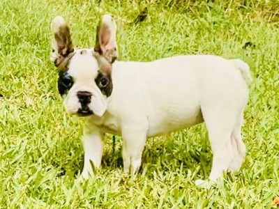 French Bulldog – Ormeau