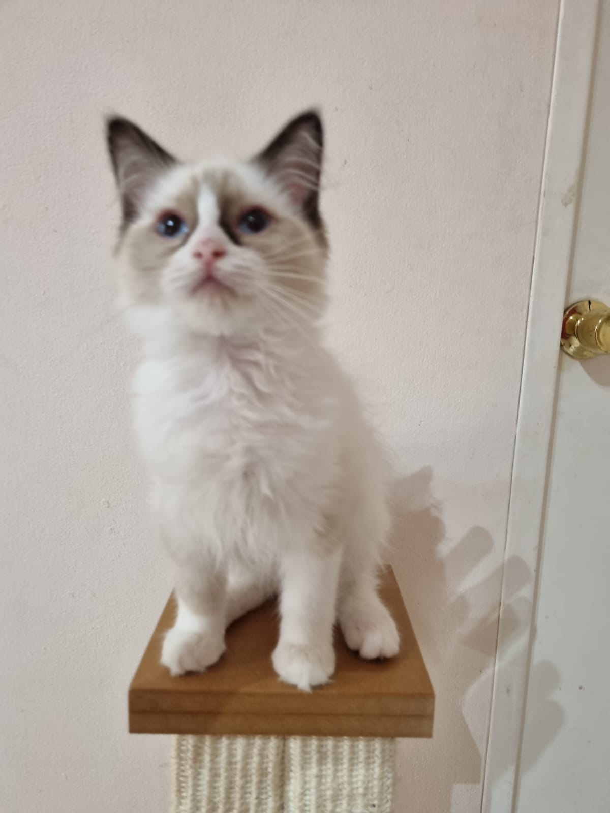 2 PUREBRED RAGDOLL KITTENS AVAILABLE