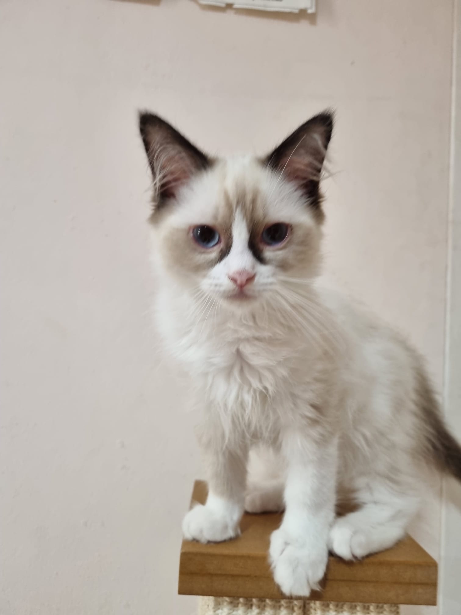 2 PUREBRED RAGDOLL KITTENS AVAILABLE