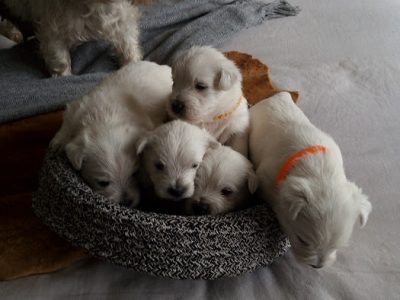West Highland Terrier Puppies